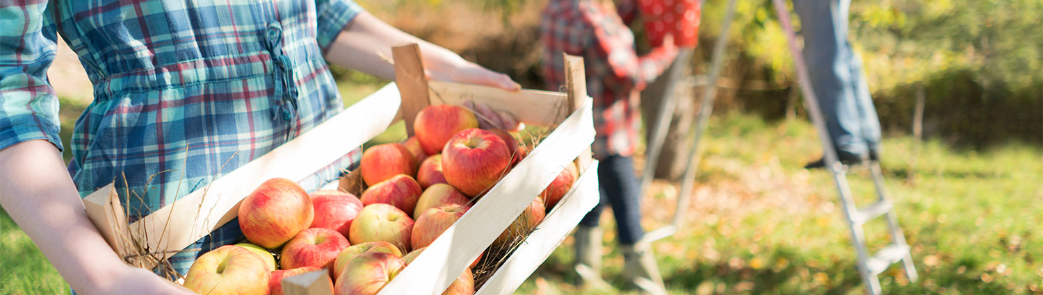 Apple Harvest Festival at Graves Mountain farm, Syria VA - with Lodges and Cabins in the Blue Ridge