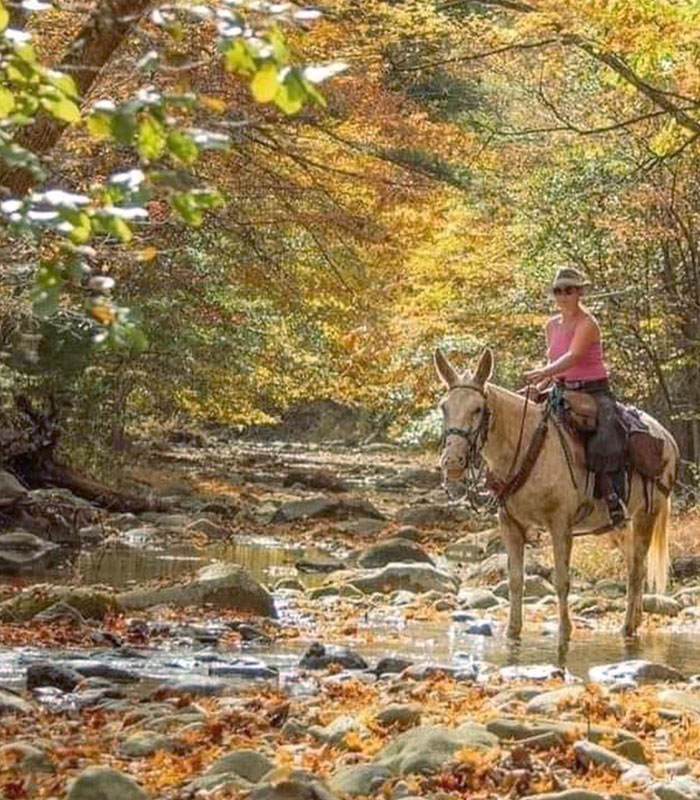 Horseback Riding at Shenandoah National park - at Graves Mountain Farm Stables