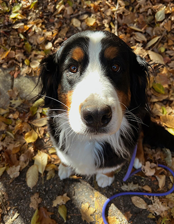 Pet Friendly Mountain Resort Shenandoah National Park 0 Graves Mountain Farm & Lodges