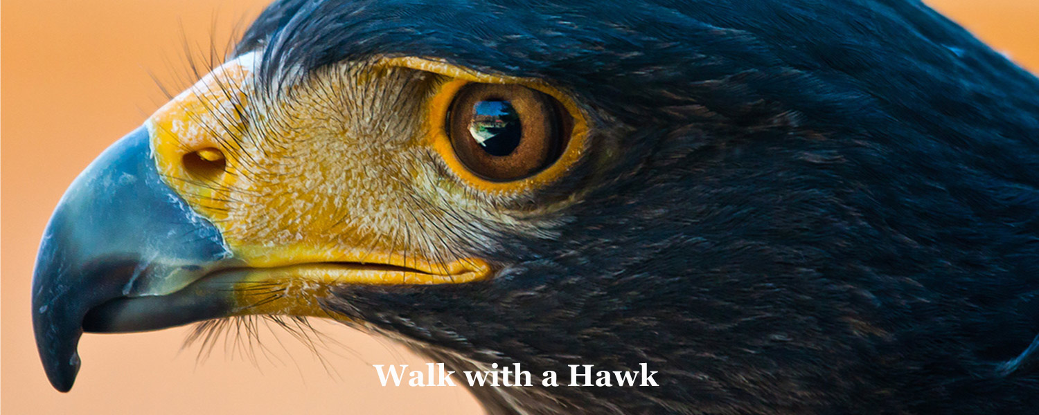 Walk with a Hawk at Graves Mountain Farm & Lodges