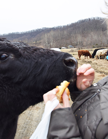Joanie - pet cow at Wellness Weekend Retreats at Graves Mountain Farm & Lodges by Shenandoah National Park