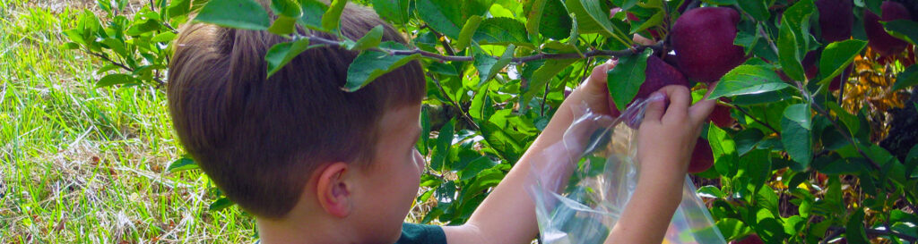 Apple Harvest Festival 2020 - First 3 Weekends in October, Syria VA