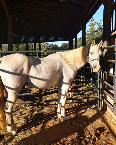 Horse camping next to Shenandoah National Park at Graves Mountain Farm